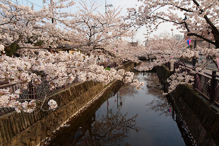 八瀬川　桜画像